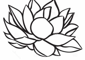 300x210 Simple Lotus Flower Drawing Best Lotus Flower Drawings Ideas