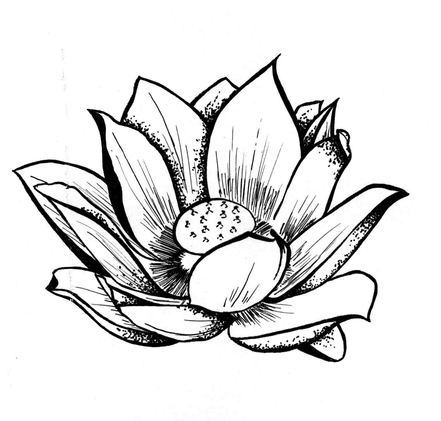 1529x1458 Draw Simple Lotus Flowers Mural Art Youtube Classic Indian Mehndi