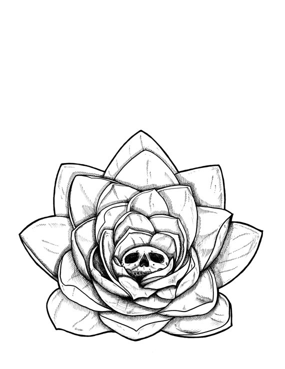 570x738 Drawn Lotus Unique Flower