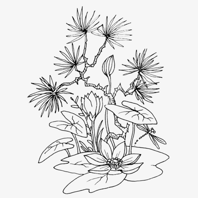 650x651 Hand Painted Black Lotus Line Drawing, Line Drawing, Black, Sketch