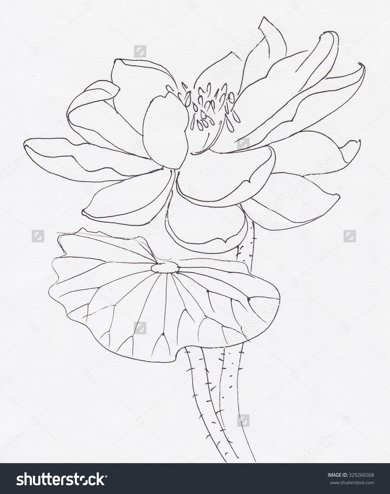 Lotus Flower Drawing Sketch at GetDrawings | Free download
