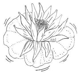 277x256 Lotus Flower Easy Image To Trace Or Draw Drawings Amp Sketches