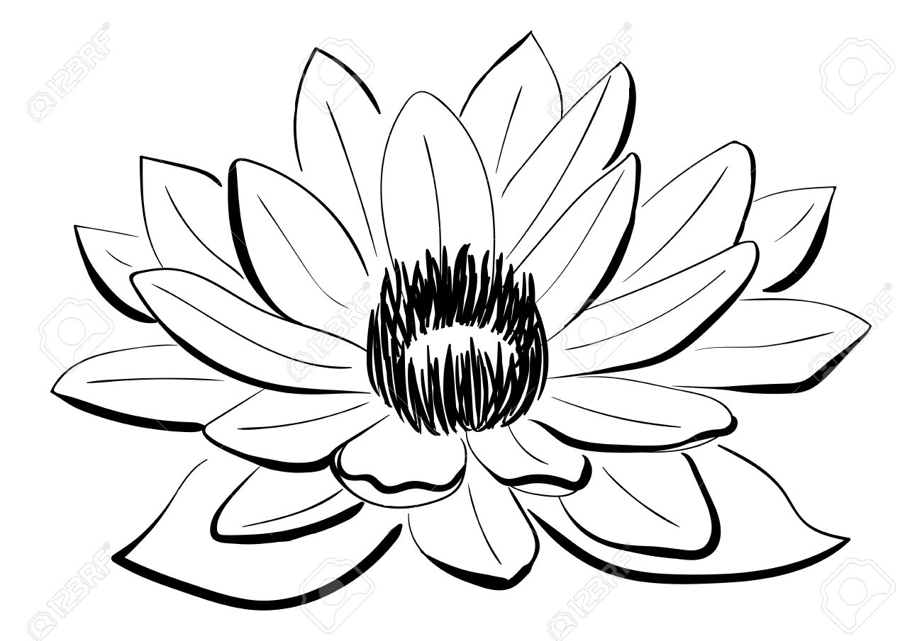 1300x905 Vector Black And White Lotus Flower Drawn In Sketch Style. Line