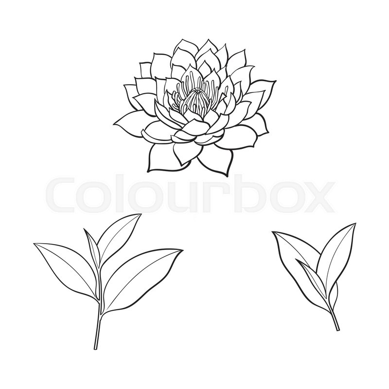 800x800 Vector Sketch Cartoon Lotus Flower Blossom Blooming, Tea Leaves