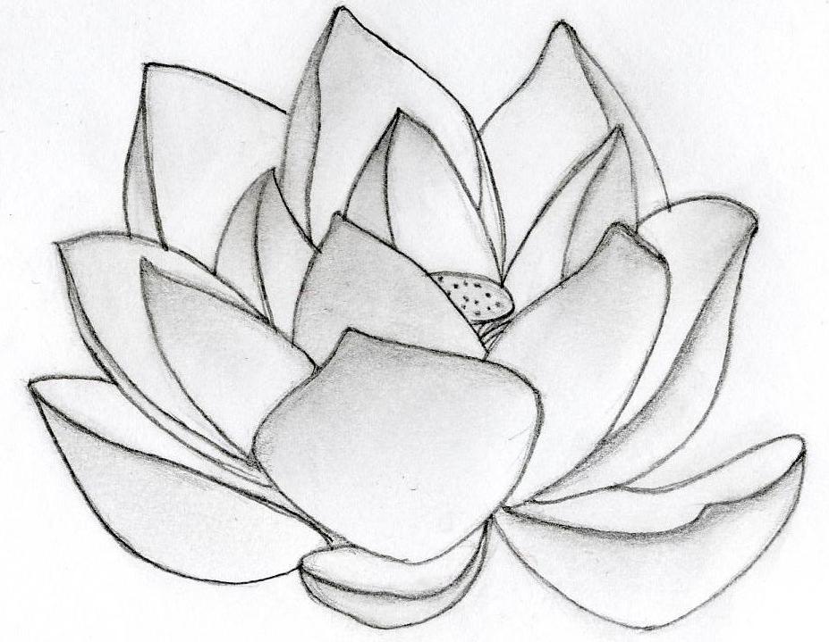 927x719 Flowers Drawings Tattoos