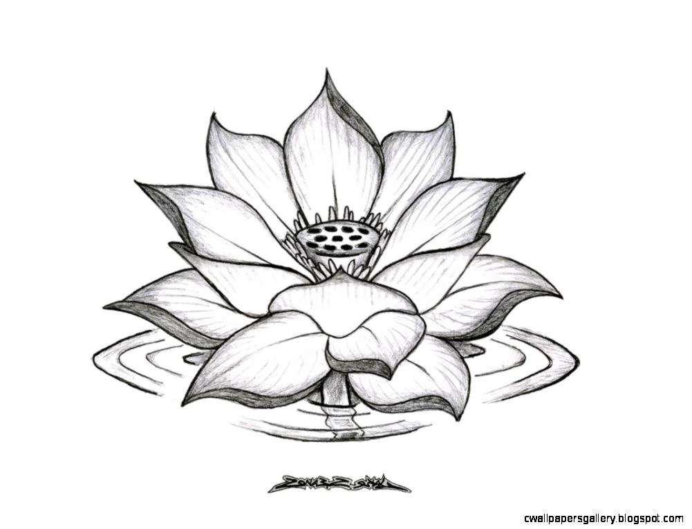 1001x765 Lotus Flower Drawing Tumblr Wallpapers Gallery