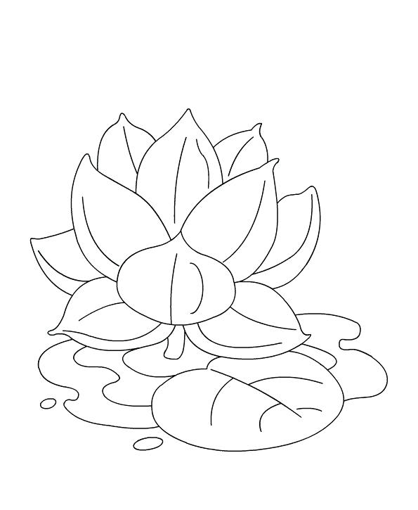 595x725 Lotus Flower Coloring Page Synthesis.site