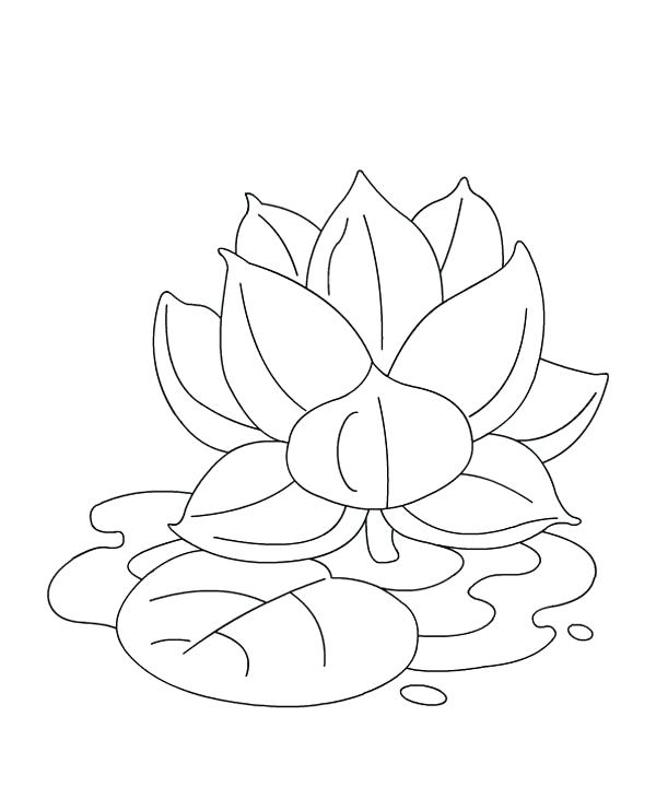 600x731 Lotus Flower Coloring Page Free Colouring Sheets Lotus Flowers