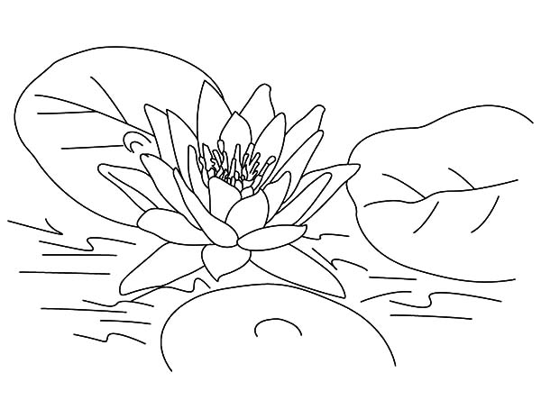 Lotus Flower In Water Drawing at GetDrawings | Free download