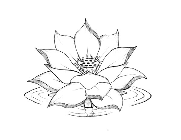 600x463 Lotus Flower To Colour Lotus Clipart Water Drawing Pencil And