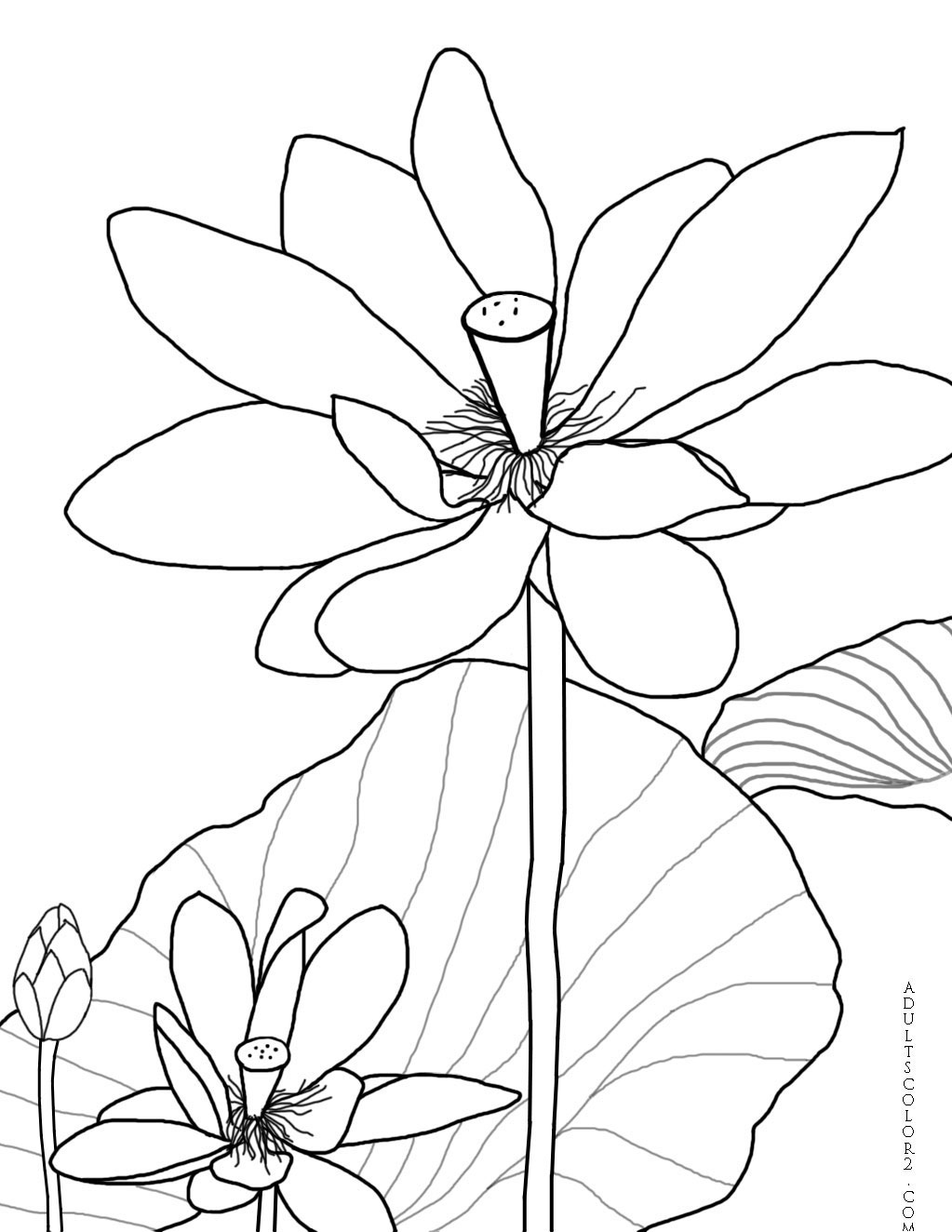 1023x1324 Lotus Flower Or Water Lily Coloring Page