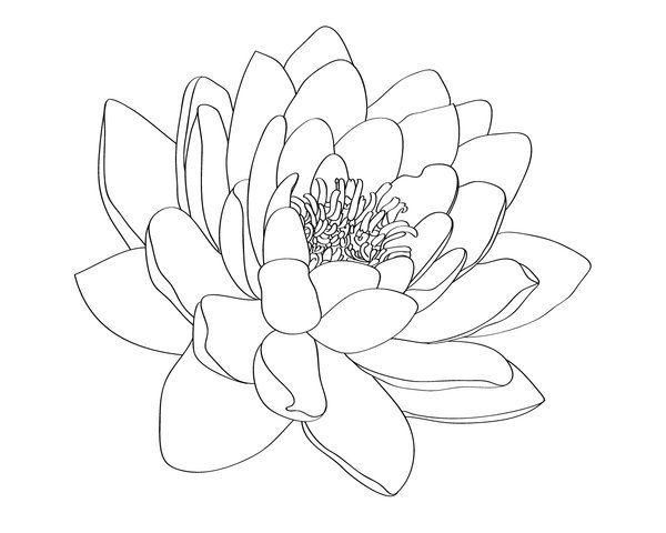 600x480 Collection Of Water Lotus Tattoo Stages