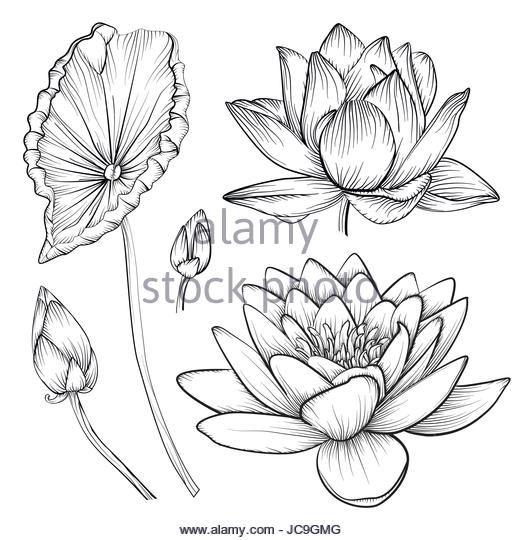 520x540 Water Lily Stock Vector Images