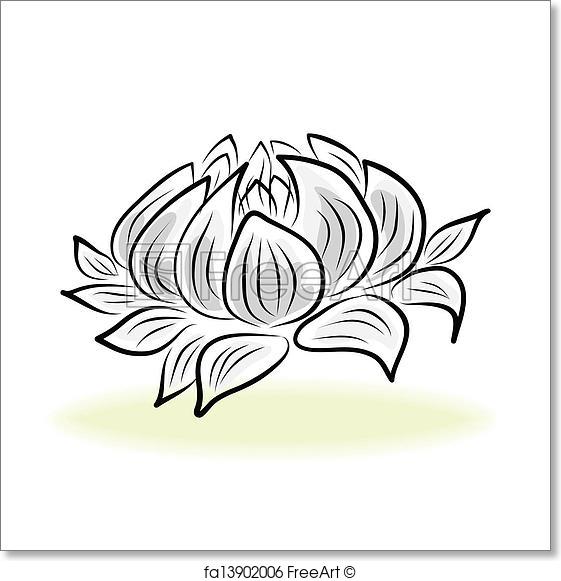 561x581 Free Art Print Of Hand Drawing Water Lily Flower. Hand Drawing