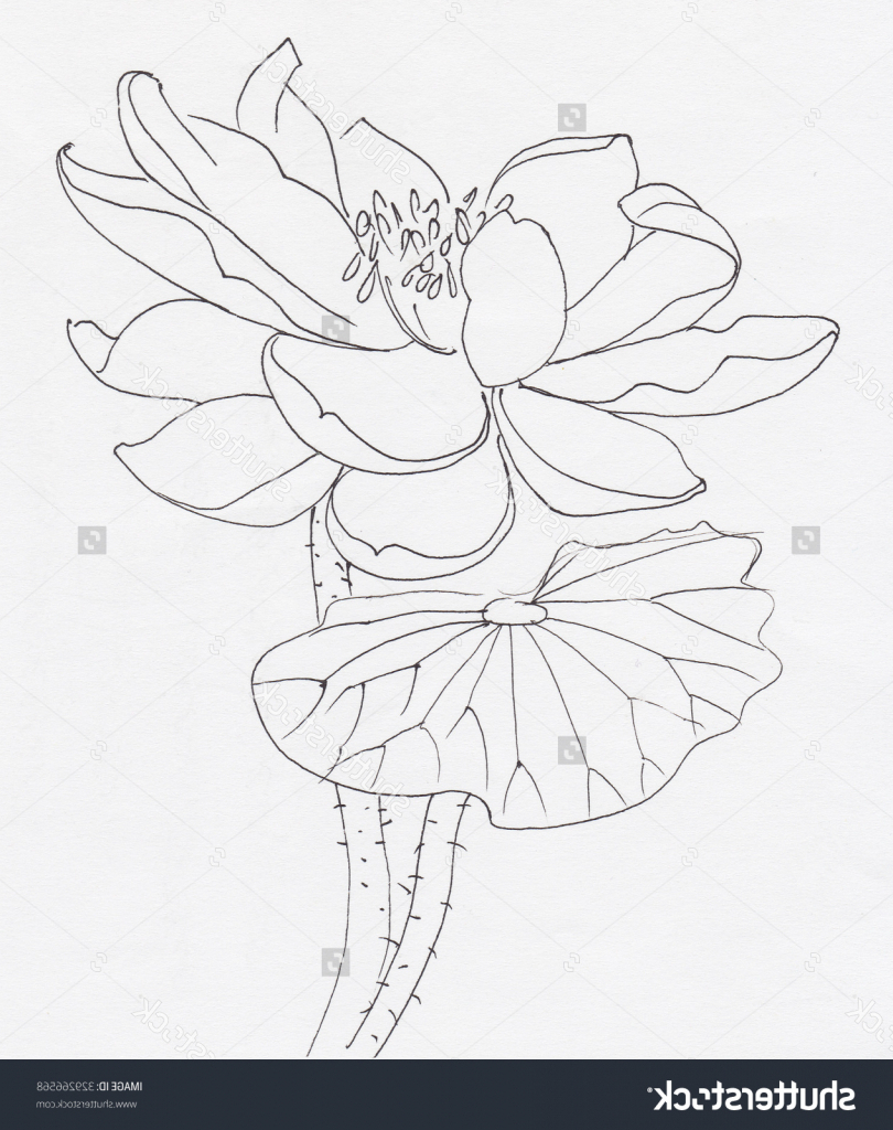Lotus Flower Line Drawing at GetDrawings | Free download