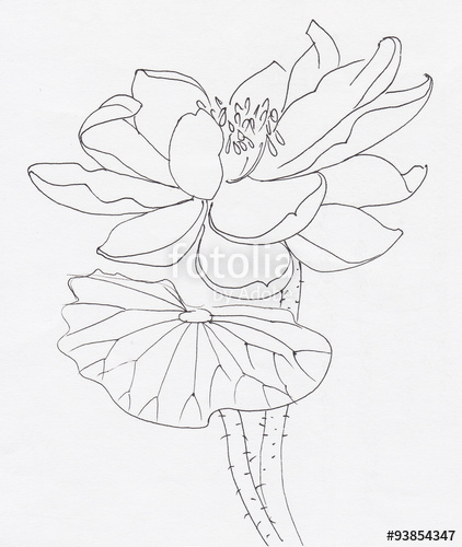 422x500 Lotus Flower Line Art Ink Pen Drawing. Original Style. Stock