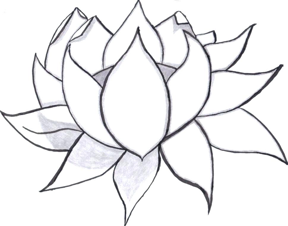 970x761 Lotus Flower Coloring Page Synthesis.site