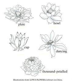 236x271 The Art Of Drawing Flower Drawings, Doodles And Drawings