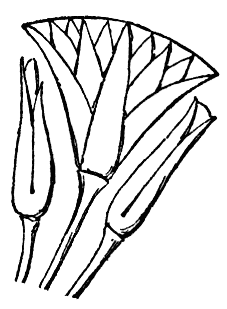 753x1024 Conventionalized Lotus Flower Clipart Etc