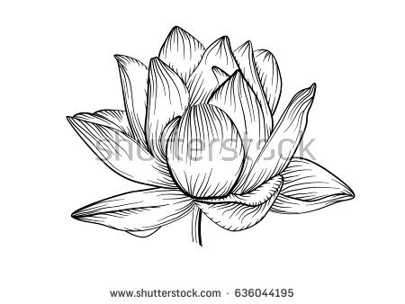 450x338 Drawn Lily Beautiful Flower