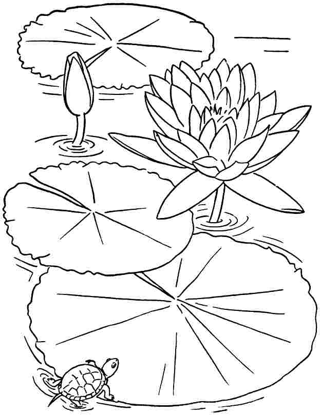 623x809 Free Colouring Sheets Lotus Flowers For Kids
