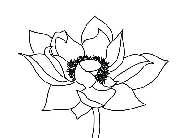 600x440 Flower Color Pages Also Draw Lotus Flower Coloring Pages Free