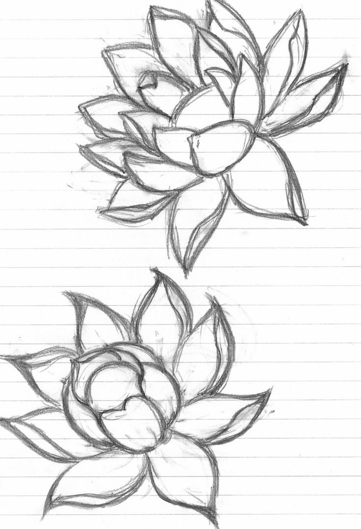 736x1077 Flower Sketch Drawing Image