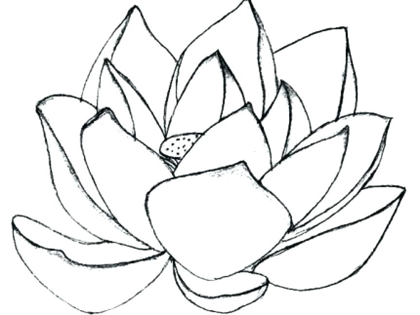 863x648 Lotus Flower Coloring Page Drawing Lotus Flower Coloring Pages