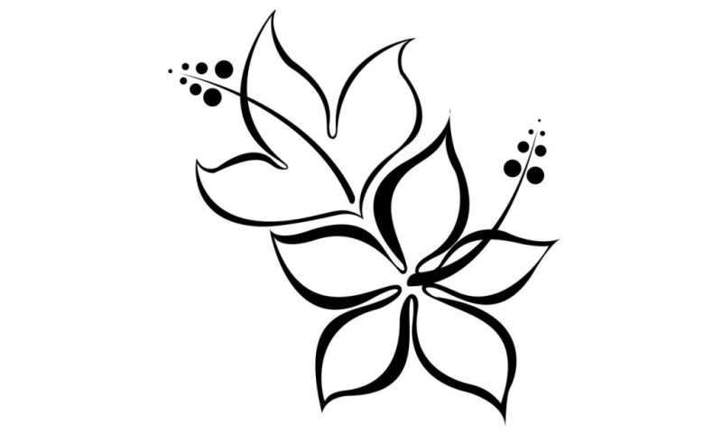 800x491 Lotus Flower Drawings With Pencil Gardening Flower And Vegetables