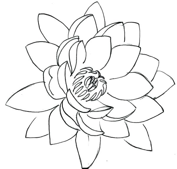 600x574 Lotus Flower Coloring Page Drawing Lotus Flower Coloring Pages