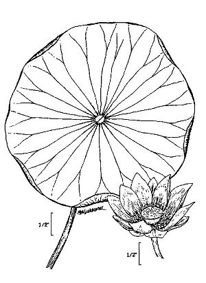 300x411 Lotus Leaf Drawing Image