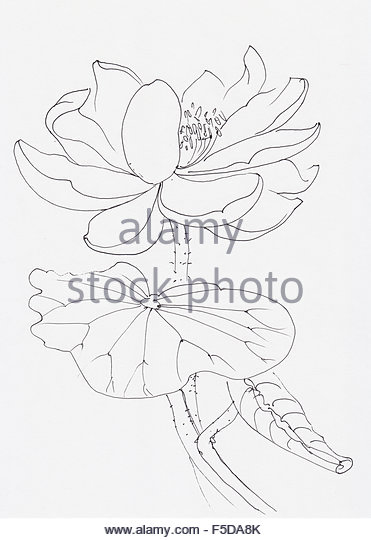 371x540 Lotus Leaves Watercolor Painting Original Stock Photos Amp Lotus