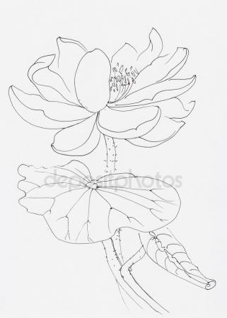 321x450 Lotus Flower Drawing Stock Photos, Royalty Free Lotus Flower