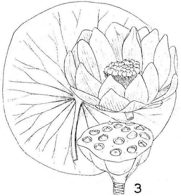 Lotus Leaf Drawing at GetDrawings | Free download