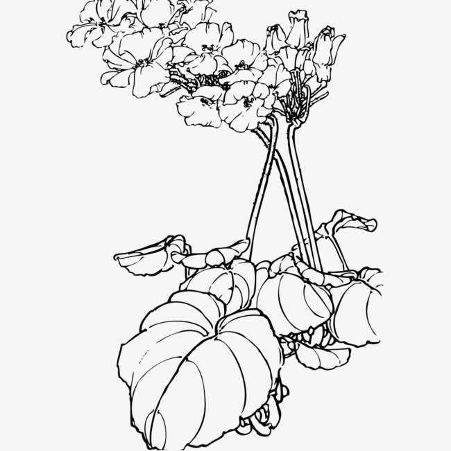 650x651 Sketch Lotus Leaf, Green Plants, Painting In Water Colours Png