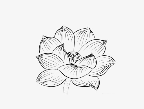 497x376 Black And White Lotus Ornament, Lotus, Black And White, Lotus Leaf