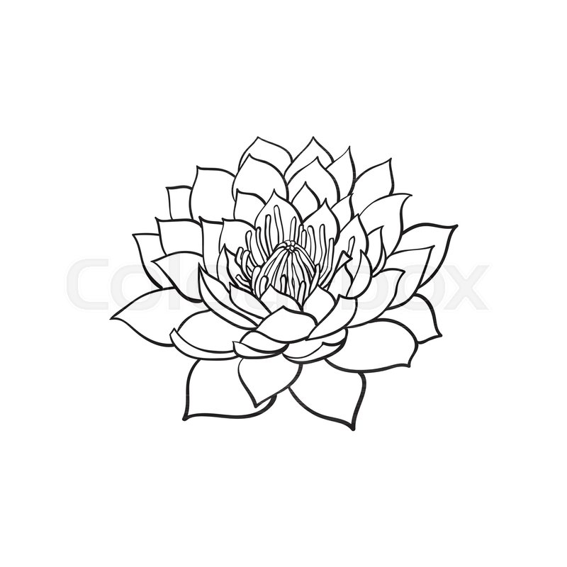800x800 Vector Sketch Cartoon Lotus Flower Blossom Blooming. Isolated