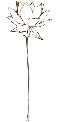 200x420 Drawn Lotus Lotus Plant