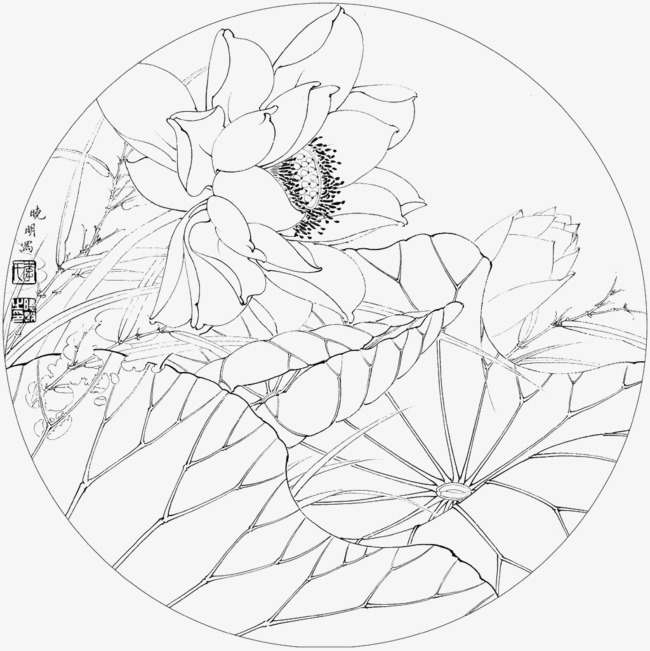 650x651 Meticulous Line Drawing Lotus, Meticulous, Lotus, Line Drawing