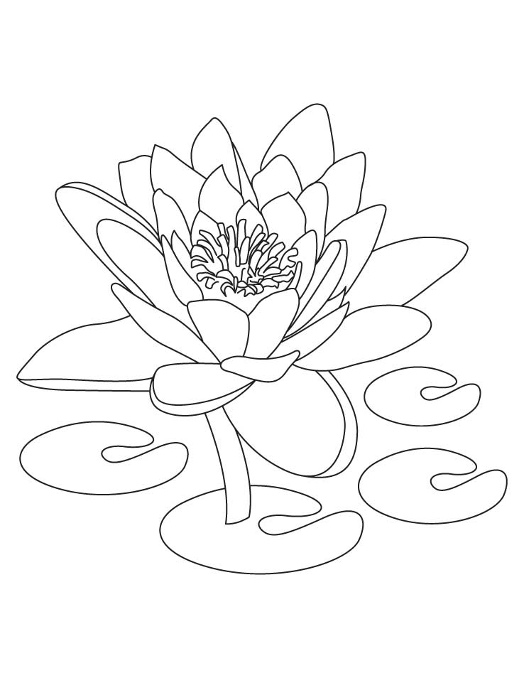 738x954 Lotus Coloring Pages Preschool For Pretty Page Draw Printable