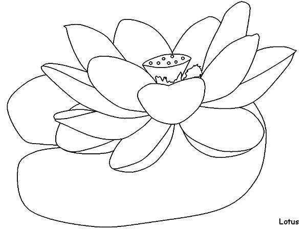 600x450 Lotus Flower Coloring Page How To Draw Lotus Flower Colouring Page