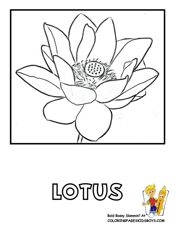 612x792 Lotus Flower Coloring Page Many Interesting Cliparts