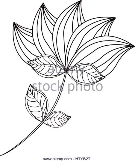 451x540 Lotus Flower Drawing Isolated Icon Stock Photos Amp Lotus Flower