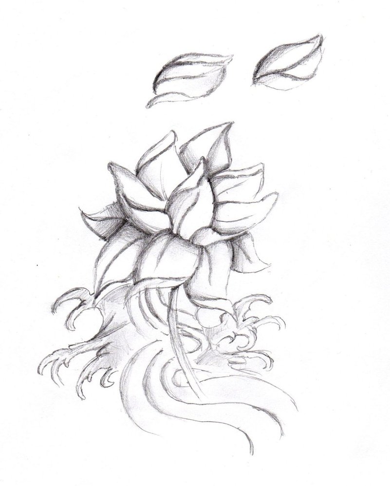 801x998 Lotus Flower By Feeohnah