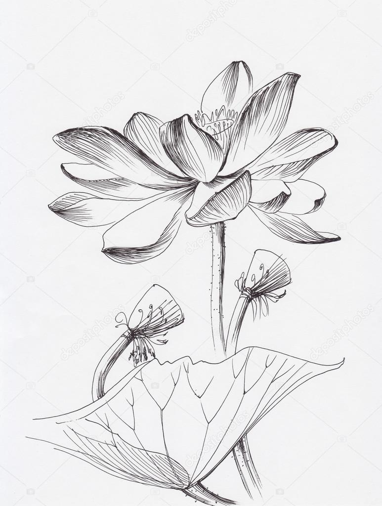 773x1024 Lotus Flower Line Art Stock Photo Surovtseva