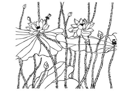 456x322 Lotus Line Drawing, Vector Images