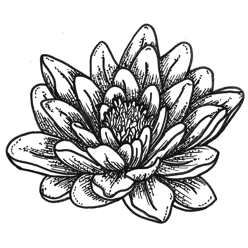 800x800 Purple Daisy Design F 2302 Lotus Flower