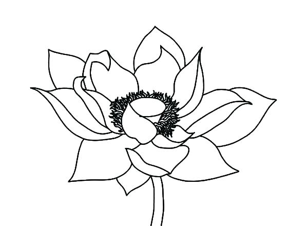 600x440 Realistic Flower Coloring Pages Realistic Flower Coloring Pages 6