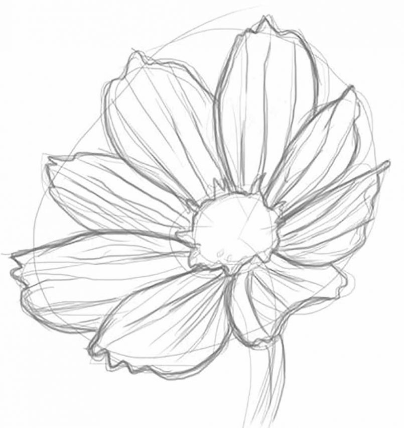 805x852 Drawing How To Draw A Realistic Flower Illustrator