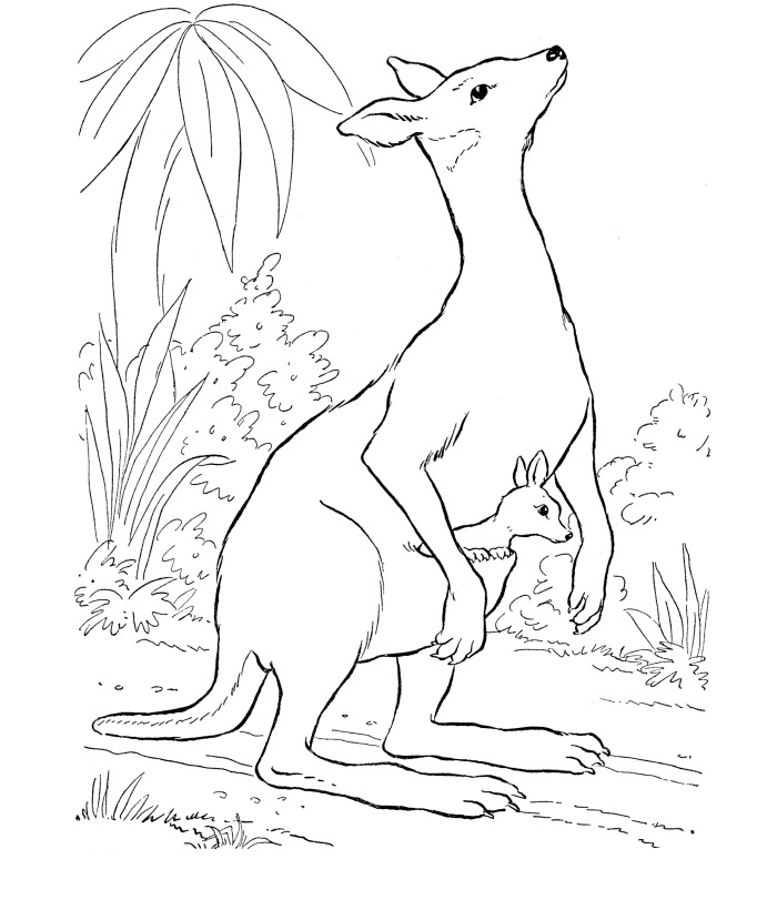 700x820 Australian Animal Template